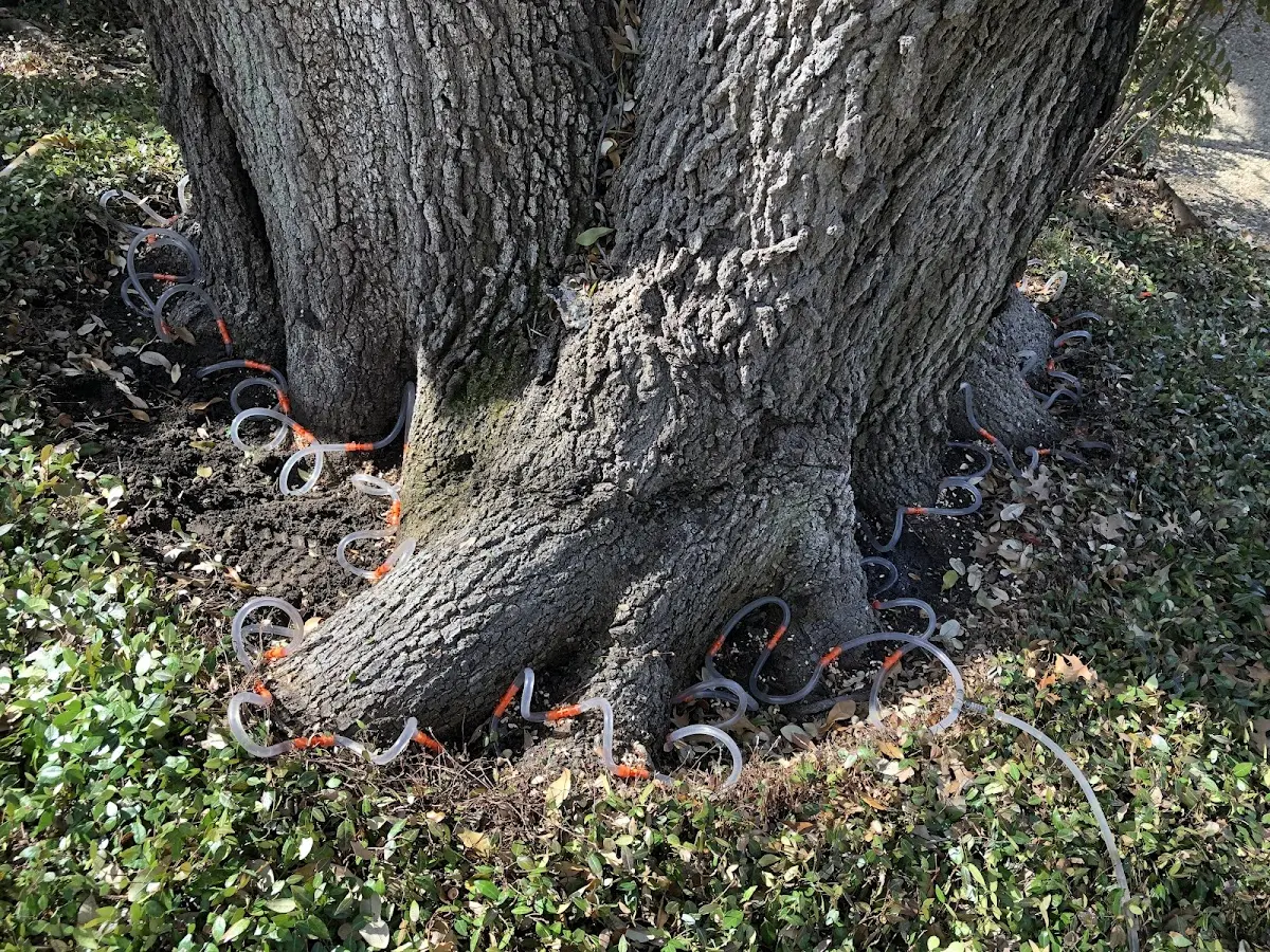 Detailed Tree Cabling and Bracing job site in Lovelaceville