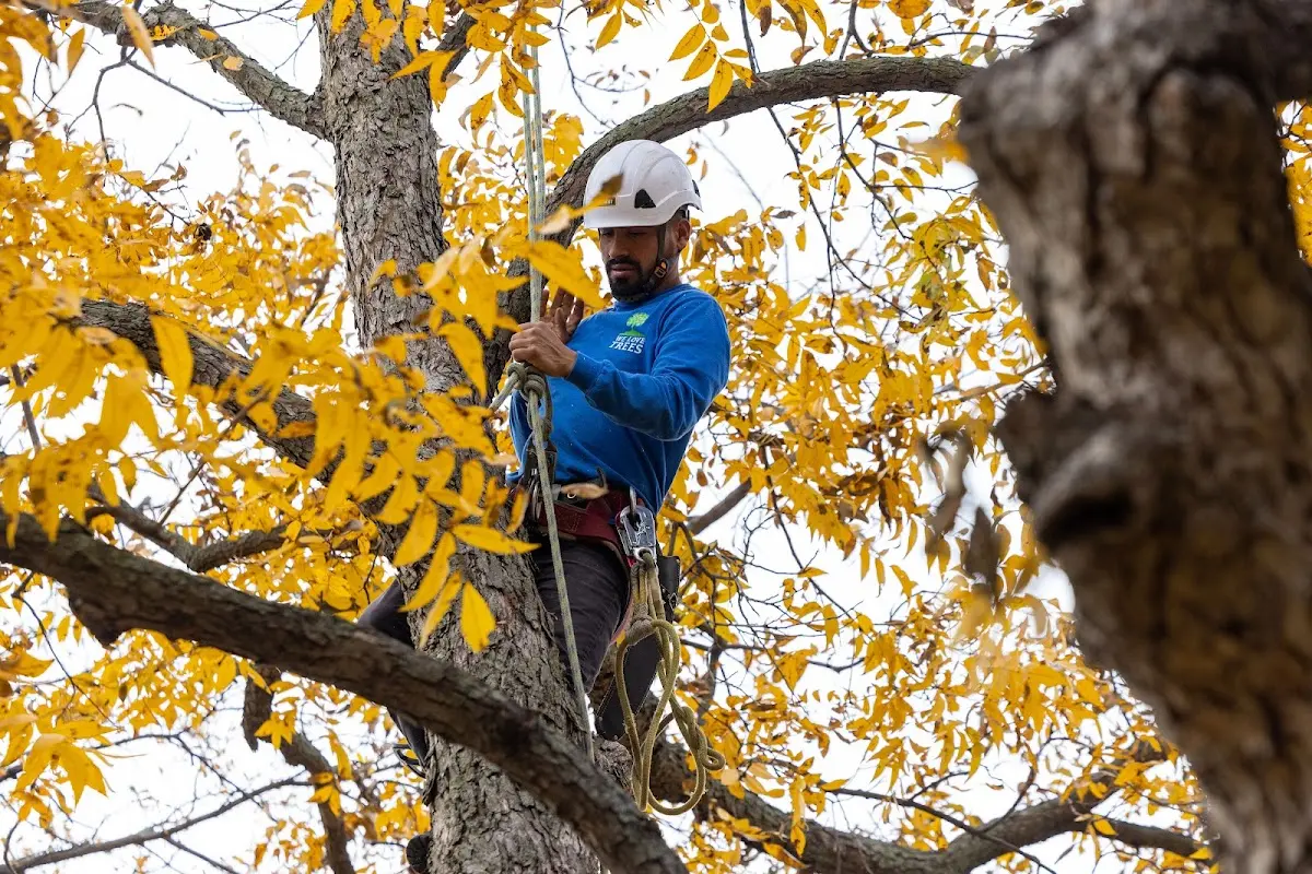 Skilled Tree Trimming crew working in Lovelaceville