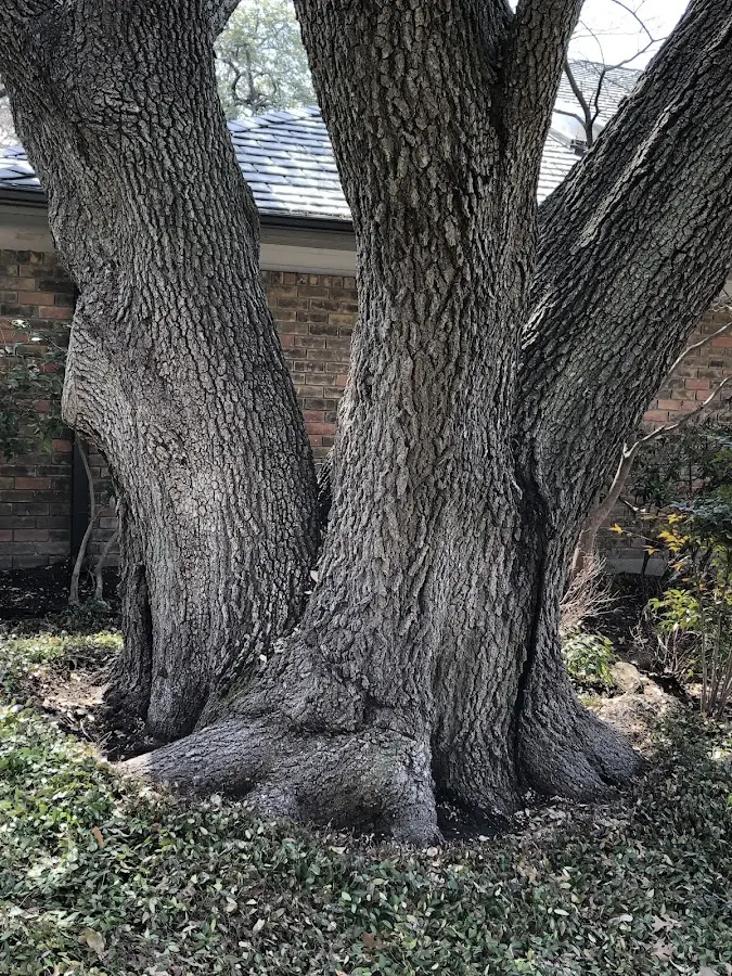 Mature heritage tree close to a Lovelaceville property cared for by certified arborists